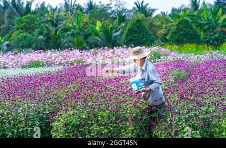 Bauern kümmern sich am Frühlingsmorgen sorgfältig um ihren kleinen Blumengarten, um ihre Liebe zur Natur im ländlichen Tien Giang, Vietnam, zu zeigen Stockfoto