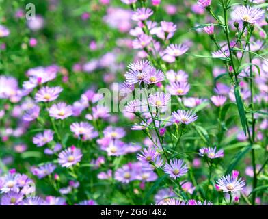 Aster Amellus blüht an einem sonnigen Frühlingsmorgen im ökologischen Garten. Lila Blüten symbolisieren Loyalität und Traurigkeit Stockfoto