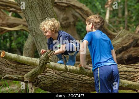 Zwei junge Jungen, Brüder, Geschwister, klettern, klammernden, Balanciert auf einem abgefallenen toten Baumstamm im Wald. Gemeinsame Naturfindung und -Entdeckung. Rura Stockfoto