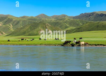 Kühe grasen auf dem Grasland am Fluss, die grüne Graslandlandschaft im Sommer. Stockfoto