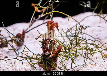 Seepferde im Aquarium des Roten Meeres schwimmen im Dunkeln zwischen glühenden Korallen. Stockfoto