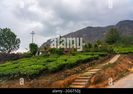 Der Weg zur Teeplantage in Munnar Kerala Südindien. Hoher Berg grüner Tee auf Vordamm Plan Berge im Hintergrund. Wie man Tee in CE anbauen kann Stockfoto