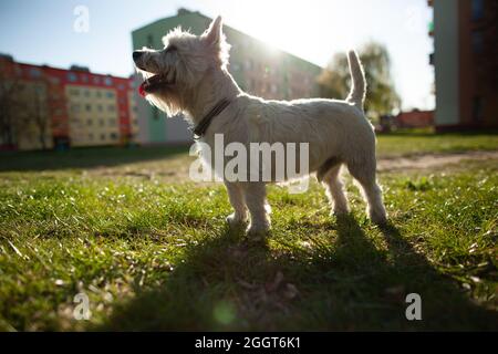 West Highland White Terrier Hund spielt draußen an einem sonnigen Tag, keuchend vor Müdigkeit Stockfoto