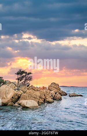 (Selektiver Fokus) atemberaubender Blick auf den Capriccioli-Strand mit einigen Wacholderbäumen und einer Granitküste, die bei Sonnenuntergang von einem türkisfarbenen Meer umspült wird. Stockfoto