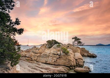 (Selektiver Fokus) atemberaubender Blick auf den Capriccioli-Strand mit einigen Wacholderbäumen und einer Granitküste, die bei Sonnenuntergang von einem türkisfarbenen Meer umspült wird. Stockfoto