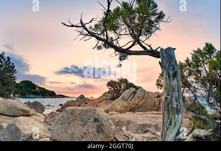 (Selektiver Fokus) atemberaubender Blick auf den Capriccioli-Strand mit einigen Wacholderbäumen und einer Granitküste, die bei Sonnenuntergang von einem türkisfarbenen Meer umspült wird. Stockfoto