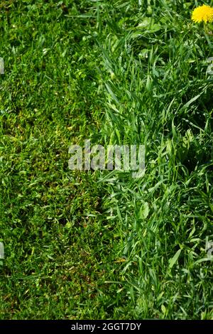 Nahaufnahme von gemähtes und entmähtes Gras auf der Wiese mit Tautropfen in der Morgensonne Stockfoto