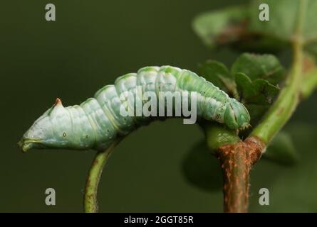 Ein Ahorn prominente Moth Caterpillar, Ptilodon cucullina, die sich auf den Blättern eines Ahornbaums ernährt. Stockfoto