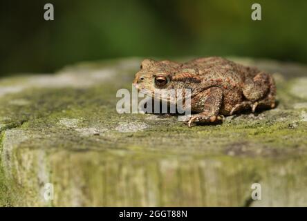 Ein niedliches kleines Baby Common Kröte, Bufo Bufo, Jagd nach Nahrung am Rande des Waldes. Stockfoto