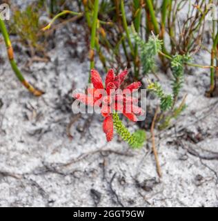 Erica cerinthoides blüht im südlichen Kap, Südafrika Stockfoto