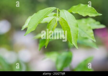 Frische grüne junge Blätter auf einem Baumzweig in der Natur Stockfoto