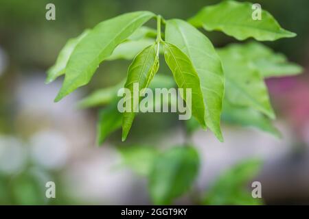 Frische grüne junge Blätter auf einem Baumzweig in der Natur Stockfoto