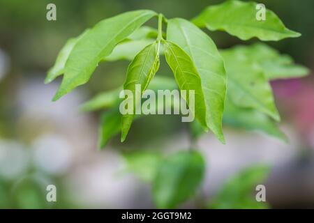 Frische grüne junge Blätter auf einem Baumzweig in der Natur Stockfoto