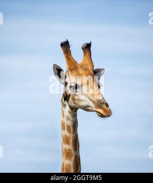 Eine Giraffe, die in der Savanne des südlichen Afrika von Rotschnabel-Oxpeckers gepflegt wird Stockfoto