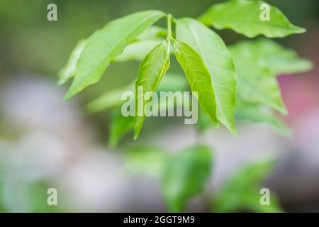 Frische grüne junge Blätter auf einem Baumzweig in der Natur Stockfoto