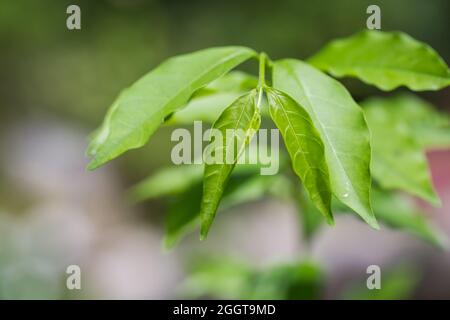 Frische grüne junge Blätter auf einem Baumzweig in der Natur Stockfoto