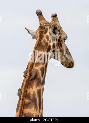 Eine Giraffe, die in der Savanne des südlichen Afrika von Rotschnabel-Oxpeckers gepflegt wird Stockfoto