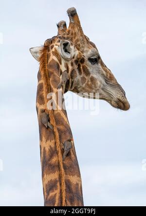 Eine Giraffe, die in der Savanne des südlichen Afrika von Rotschnabel-Oxpeckers gepflegt wird Stockfoto