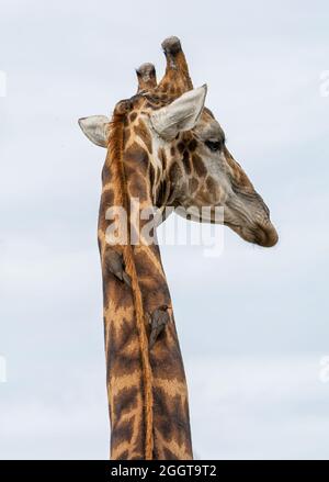 Eine Giraffe, die in der Savanne des südlichen Afrika von Rotschnabel-Oxpeckers gepflegt wird Stockfoto