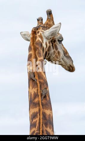 Eine Giraffe, die in der Savanne des südlichen Afrika von Rotschnabel-Oxpeckers gepflegt wird Stockfoto