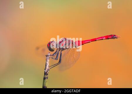 Auf der Spitze eines Zweiges ragt eine rote Libelle. Unscharfer orangefarbener Hintergrund. Stockfoto