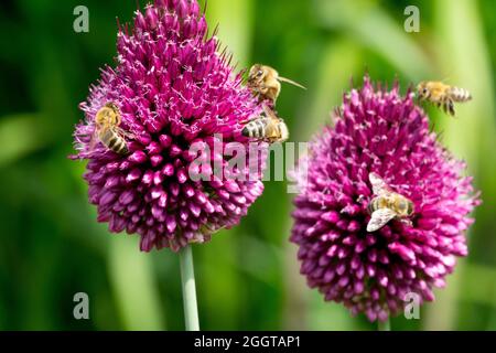 Europäische Honigbienen Blume Drumstick Zwiebelblüten Allium sphaerocephalon Honigbiene Allium Blumen Bienenfreundliche Pflanzen Bienen Bestäubung, Trommelstöcke Bienen Stockfoto