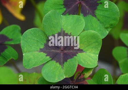 Einzelne Oxalis tetraphylla 'Iron Cross' (Glückspflanze), die in einer Wildblumengrenze in einem englischen Cottage Garden, Lancashire, England, Großbritannien, angebaut wird. Stockfoto