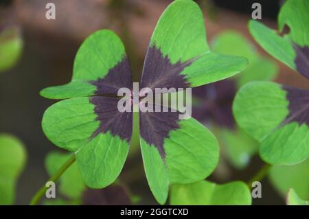 Einzelne Oxalis tetraphylla 'Iron Cross' (Glückspflanze), die in einer Wildblumengrenze in einem englischen Cottage Garden, Lancashire, England, Großbritannien, angebaut wird. Stockfoto