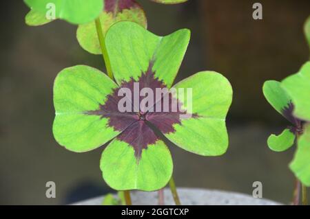 Einzelne Oxalis tetraphylla 'Iron Cross' (Glückspflanze), die in einer Wildblumengrenze in einem englischen Cottage Garden, Lancashire, England, Großbritannien, angebaut wird. Stockfoto