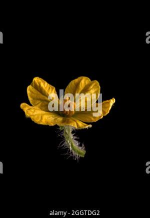 Wassermelonenblume auf schwarzem isolierten Hintergrund Stockfoto