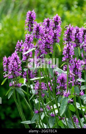 Stachys officinalis Holz Betonie Betonica officinalis medizinische Pflanze Stockfoto