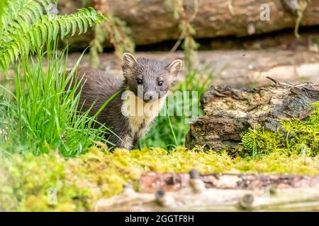 Europäischer Kiefernmarder (Martes martes), Perth & Kinross, Schottland Stockfoto