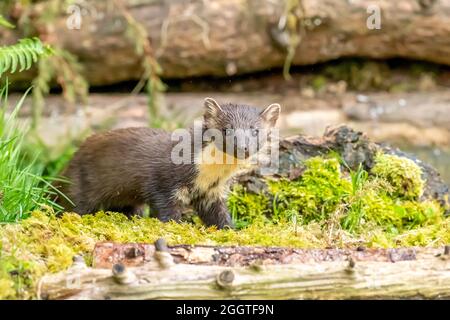 Europäischer Kiefernmarder (Martes martes), Perth & Kinross, Schottland Stockfoto