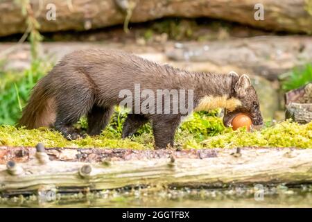 Europäischer Kiefernmarder (Martes martes), Perth & Kinross, Schottland Stockfoto