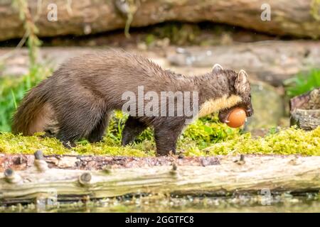 Europäischer Kiefernmarder (Martes martes), Perth & Kinross, Schottland Stockfoto