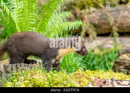 Europäischer Kiefernmarder (Martes martes), Perth & Kinross, Schottland Stockfoto