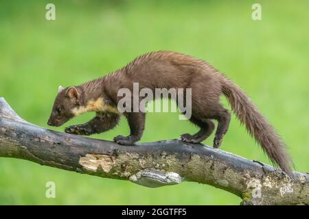 Europäischer Kiefernmarder (Martes martes), Perth & Kinross, Schottland Stockfoto