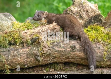 Europäischer Kiefernmarder (Martes martes), Perth & Kinross, Schottland Stockfoto