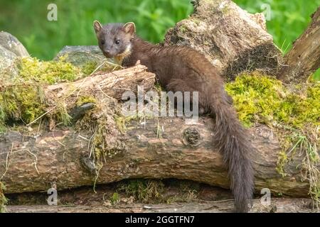 Europäischer Kiefernmarder (Martes martes), Perth & Kinross, Schottland Stockfoto