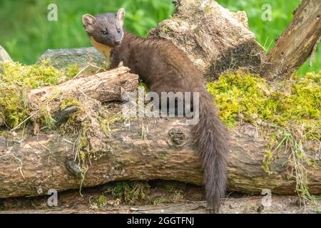 Europäischer Kiefernmarder (Martes martes), Perth & Kinross, Schottland Stockfoto