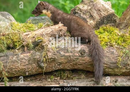 Europäischer Kiefernmarder (Martes martes), Perth & Kinross, Schottland Stockfoto