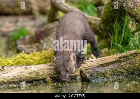 Europäischer Kiefernmarder (Martes martes), Perth & Kinross, Schottland Stockfoto