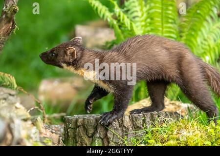 Europäischer Kiefernmarder (Martes martes), Perth & Kinross, Schottland Stockfoto