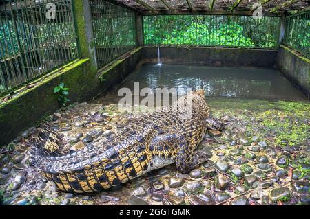 Riesiges riesiges Krokodil in einem Käfig im Park, Kalimantan Island Stockfoto