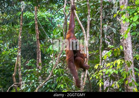 Weiblicher Orang-Utan mit einem Baby, das an einem Baum in einem Nationalpark auf der Insel Borneo hängt Stockfoto