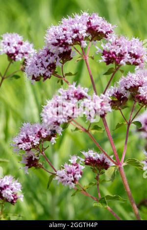 Origanum vulgare, wilder Majoran Origanum Garten Stockfoto