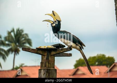 Rhinoceros Hornbill sitzt auf einem Baum und peckt Reiskorn auf der Insel Pangkor, Malaysia. Seltener schöner Vogel, der im roten Buch aufgeführt ist Stockfoto