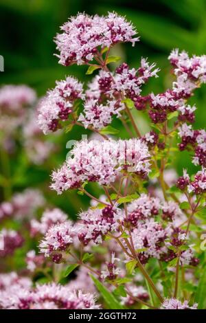 Origanum vulgare, wilder Majoran Origanum Garten Stockfoto