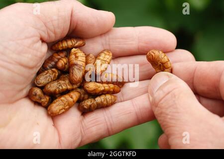 Essbare Insekten. Seidenraupen, Bombyx mori puppe. Stockfoto