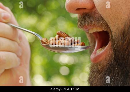 Essbare Insekten. Seidenraupen, Bombyx mori puppe. Stockfoto